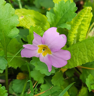 Pink Primrose with petals nibbled by some small crittur