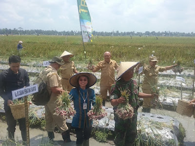 Kepala BI Siantar Panen Perdana Bawang Merah Bersama Bupati Batubara Dipersawahan