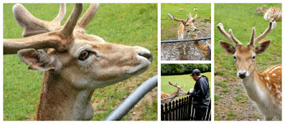 New Zealand Deer and Farm Animals at Paradise Valley Springs Wildlife Park Rotorua New Zealand