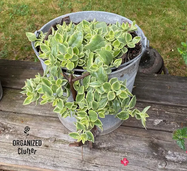 Photo of a succulent vine planted in a scrub bucket