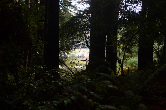 horses in the field through the trees