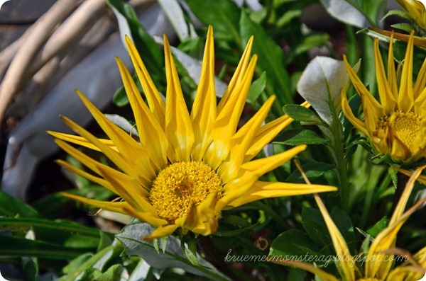 Pfingstsonntag (3)