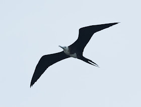 Magnificent Frigatebird - Dry Tortugas NP, Florida