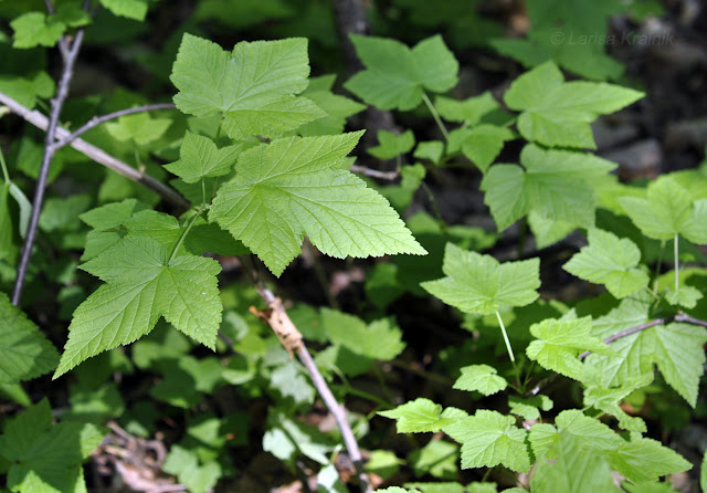 Смородина маньчжурская (Ribes mandshuricum)