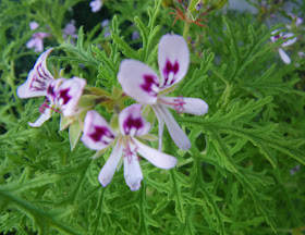 Scented Pelargonium/ Geranium Skeleton Rose