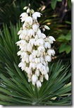 Yucca aloifolia