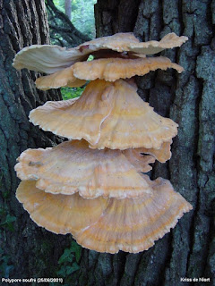 Polypore soufré - Laetiporus sulphureus