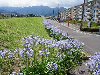 [最も選択された] 夏 土手 に 咲く 花 443137