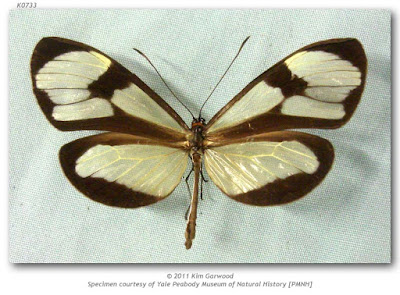 Mariposa diáfana (Epityches eupompe)