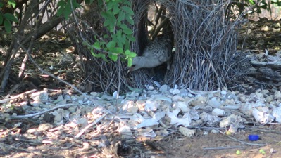 Bower Bird