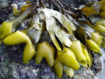 kelp, photo by Robin Atkins