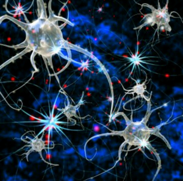 nerve cells, brain, neuron