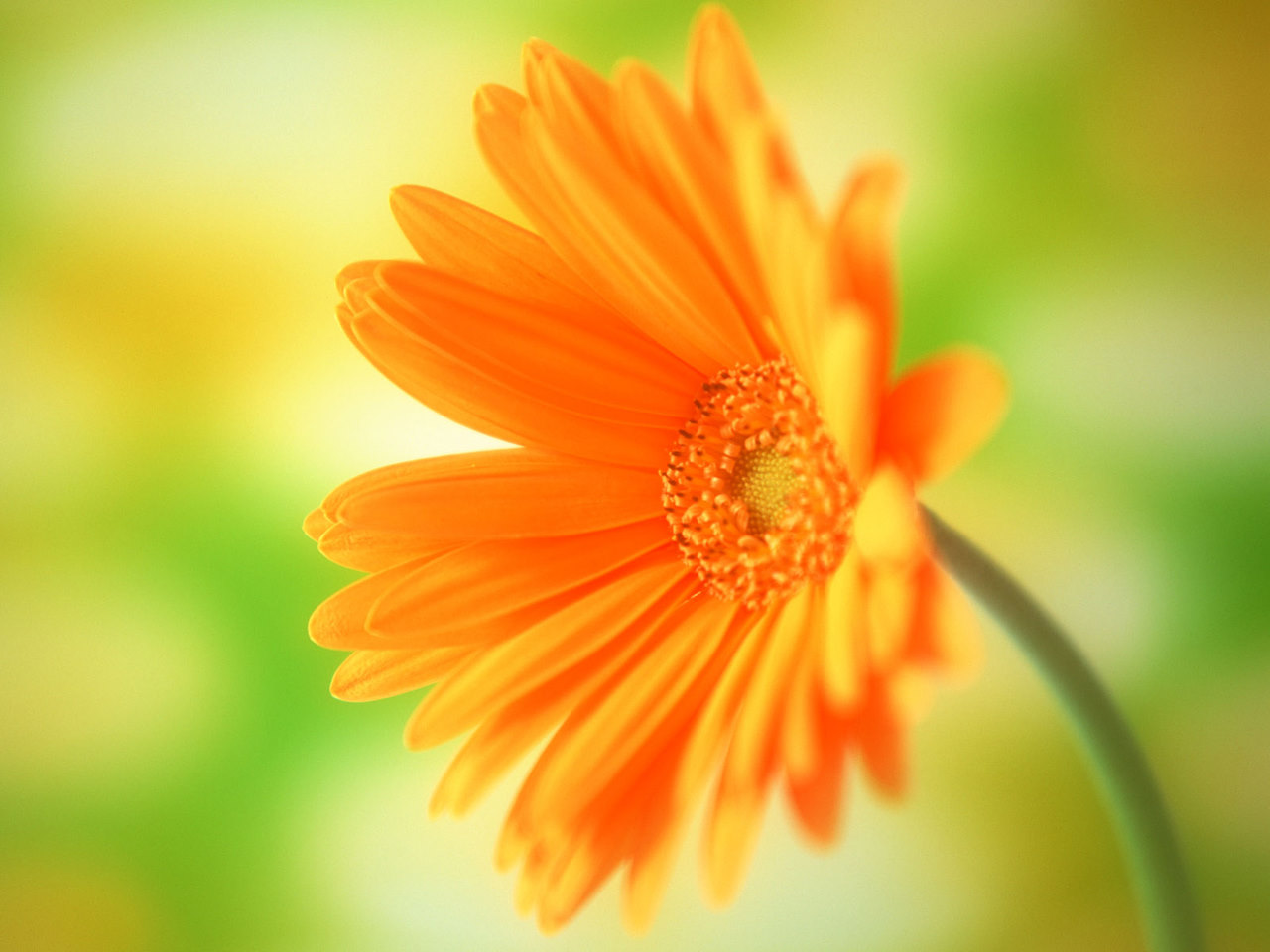 Orange Flowers Wallpaper HD Pictures – One HD Wallpaper ...