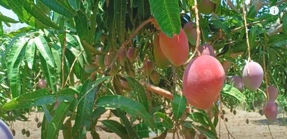 mangga garifta merah jogja