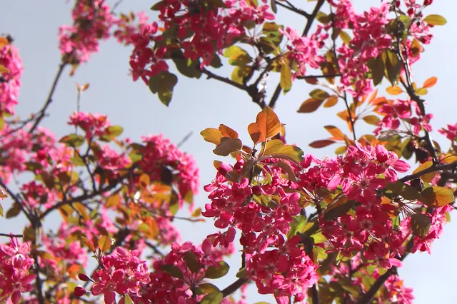 Cherry blossom in Camden Town - London lifestyle blog