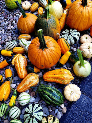 Variety of small pumpkins and gourds. Colors shown are mostly shades of orange but there are also green, white, and striped varieties.