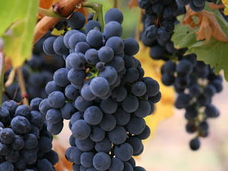 Wine grapes on the vine