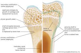 Understanding the Composition of the Skeleton || Bones and Cartilage