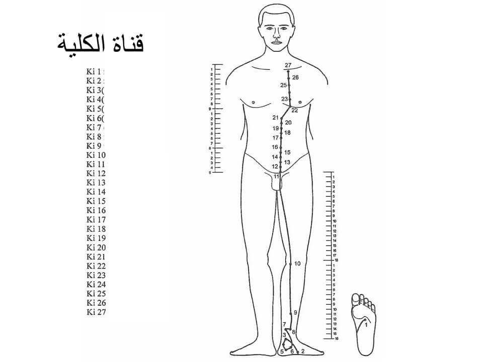 كتاب مسارات الطاقة في جسم الإنسان pdf, فتح مسارات الطاقة في الجسم بالقران, مسارات الطاقة في الطب الصيني, تمرين النقر على مسارات الطاقة, تحميل كتاب مسارات الطاقة في جسم الإنسان pdf, مسارات الطاقة في اليد, مسارات الطاقة في المنزل, مسارات الطاقة في الطب الصيني pdf