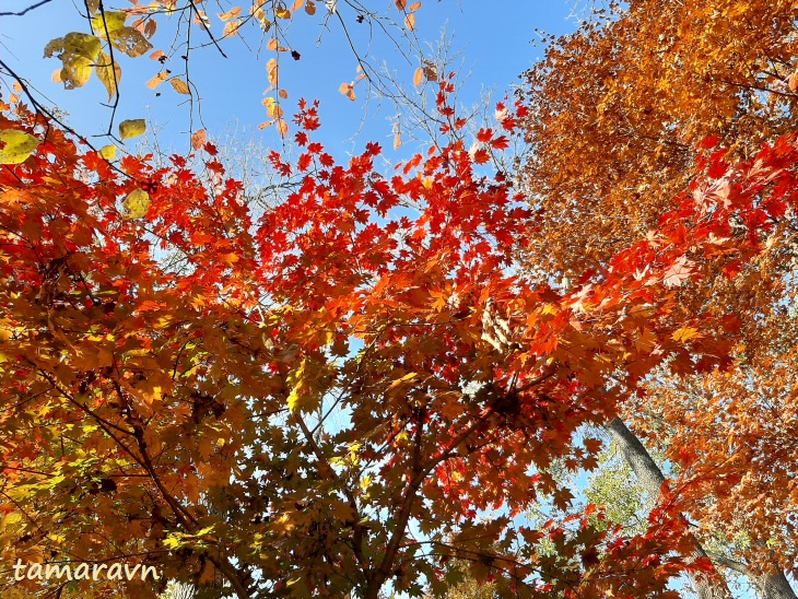 Клён ложнозибольдов (Acer pseudosieboldianum)