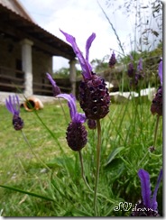 P1020538