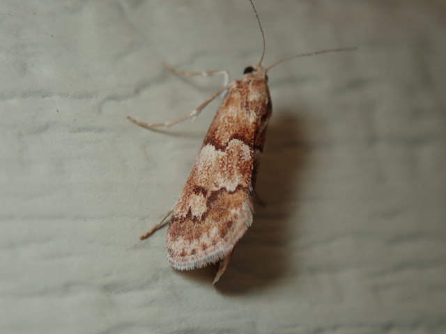 Noctueliopsis puertalis