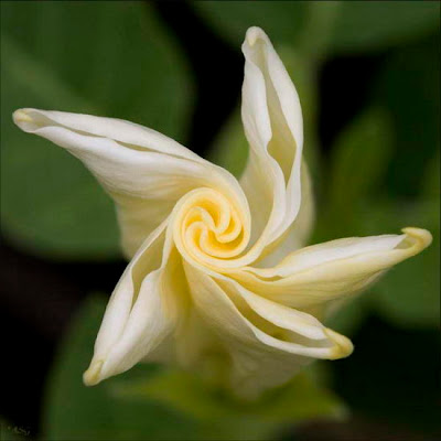 beautiful unique swirled flower