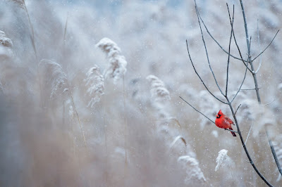 photo of cardinal