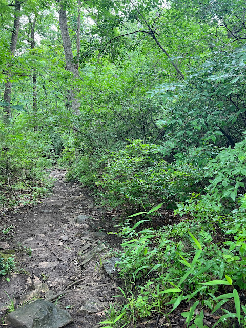 Rocky trails at Swope Park wind through the dense forest of summer.