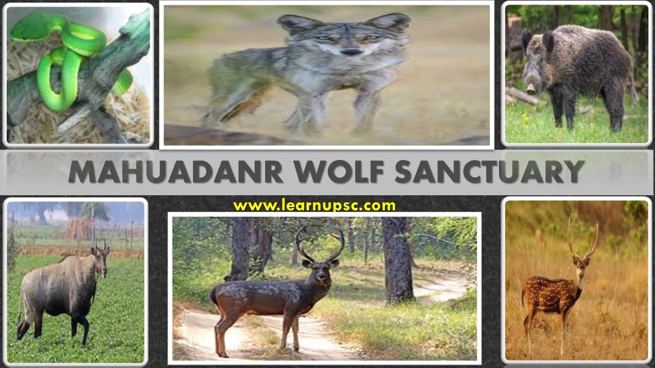 Mahuadanr Wolf Sanctuary