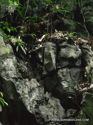 Habenaria_species_Borneo_Sarawak_5