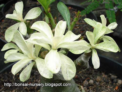 Adenium Snow White