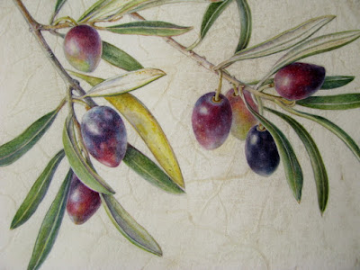 watercolour painting of olives on a branch on vellum by Shevaun Doherty