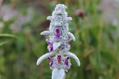 Wollige Andoorn - Ezelsear - Stachys byzantina