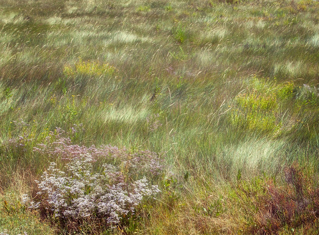 vegetation ile d aix charente maritime