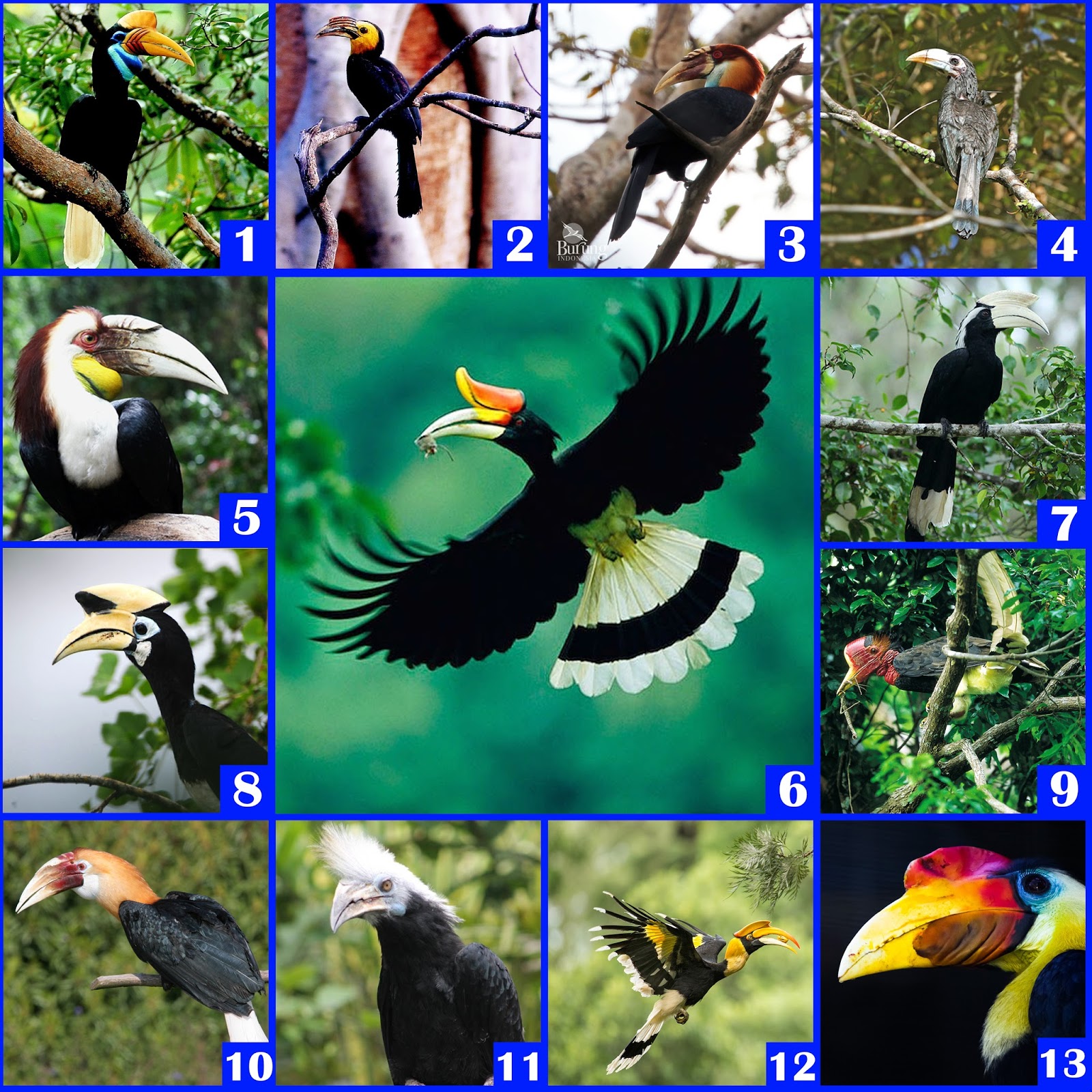 Keanekaragaman 13 Jenis Burung Rangkong Enggang Di Indonesia