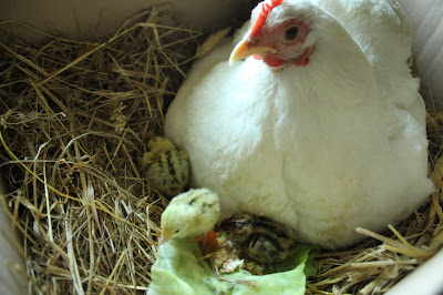 Cochin hen and quail chicks organically raised