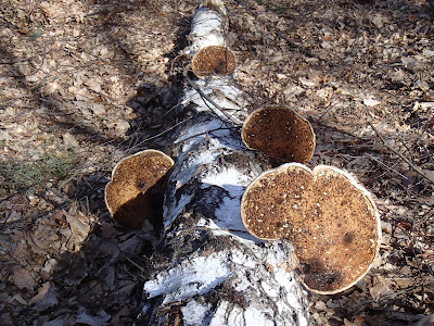 Piptoporus betulinus porek brzozowy