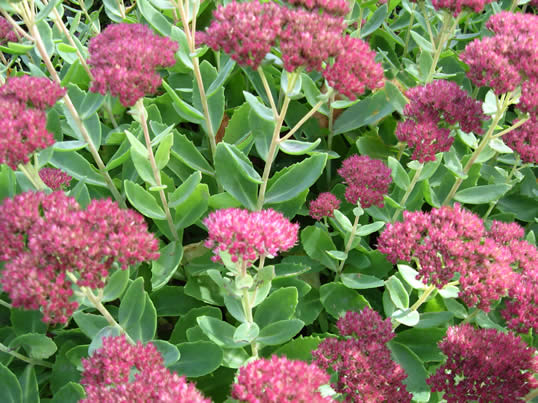 Autumn Joy Sedum1