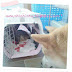 Meeting new friends (how to bring a turtle from Canada to Hong Kong)