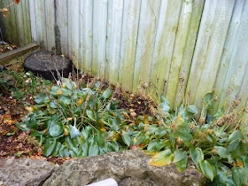 Toronto Gardening Services Bedford Park Backyard Fall Clean up before by Paul Jung