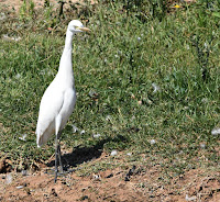 Garcilla bueyera (Bubulcus ibis)