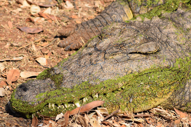 Harare, Zimbabwe - Mukuvisi Park: Crocodile