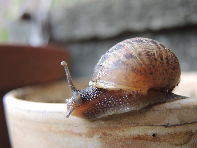 In mijn tuin: slijmerig schoons ...