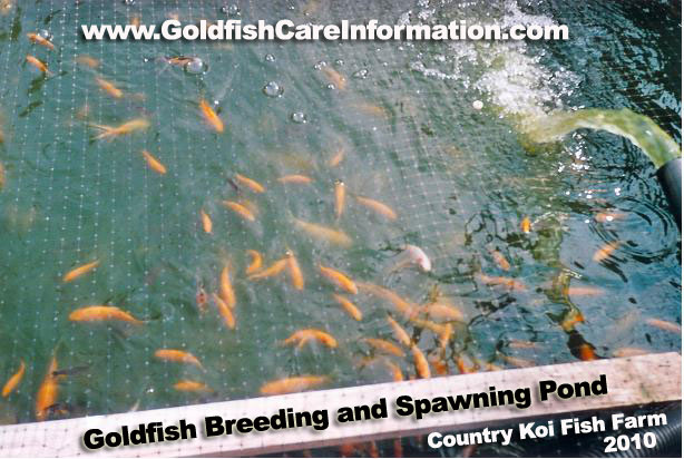 goldfish eggs. goldfish eggs hatching. many