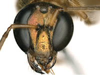 Scientists have found an intersex bee From Barro Colorado Island in Panama.   