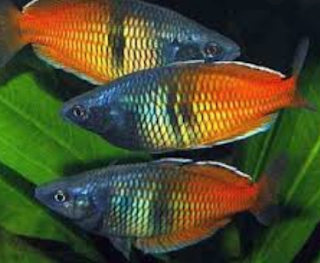 Rainbowfish