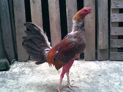imagen de un gallo raza pura autentico y colores originales colombiano