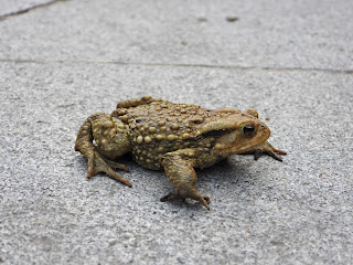Asiatic Toad in Wangling Park
