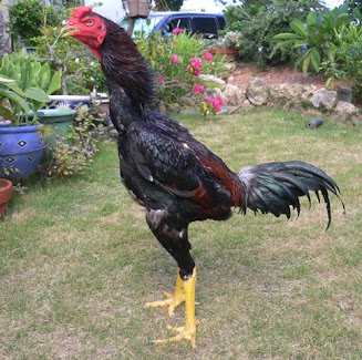 Galo de Combate Shamo